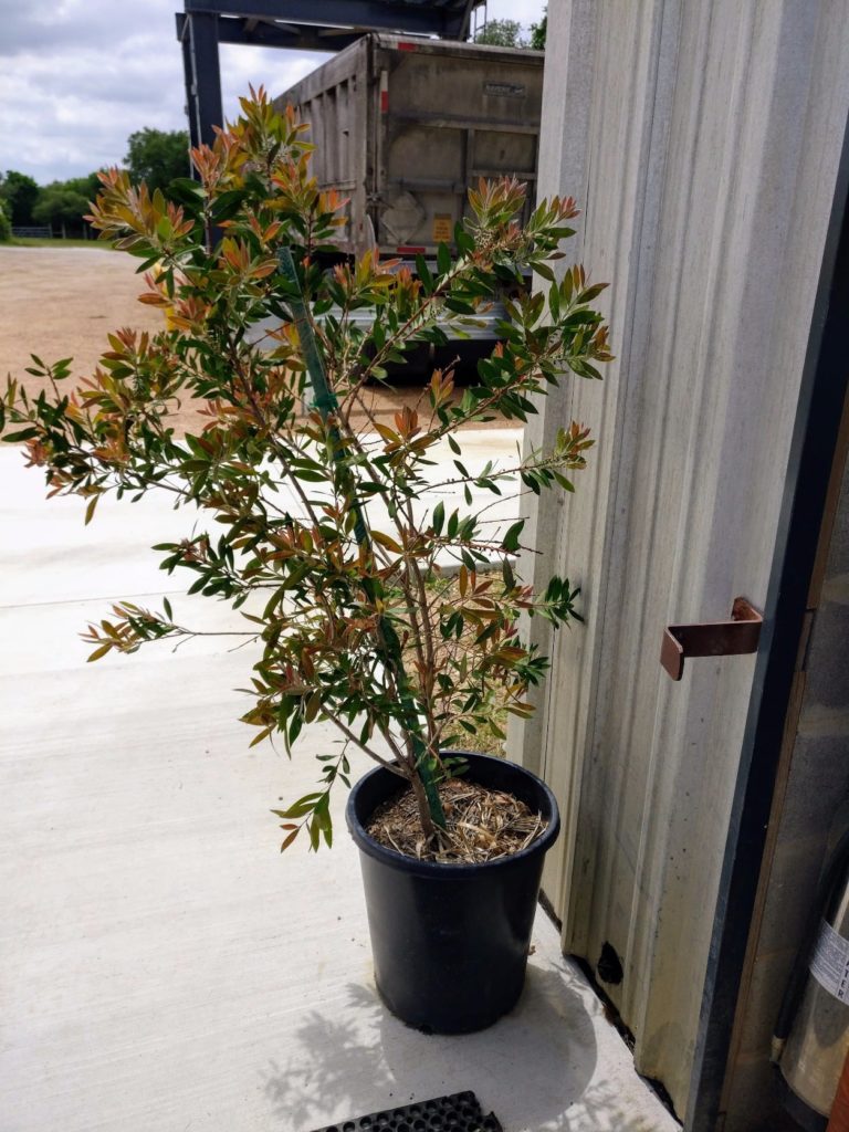 Real Ale Real Spirits Bottlebrush Tree