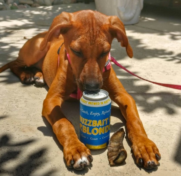 Adelbert’s Brewery Releases Charitable Buzzbait Blonde